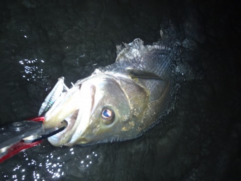 eODK4hpvjxU2PmAdW54S_480_480-0bf926ef.jpg