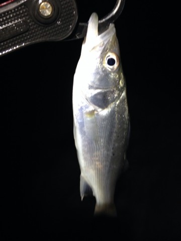 eabibeegnkfa38z6dpr6_690_920-1d385943.jpg