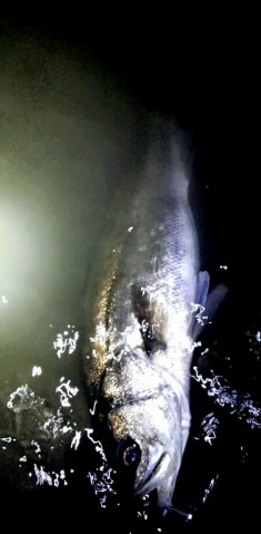 eadpix4ta75x624h9yfe_451_920-c02e67ea.jpg