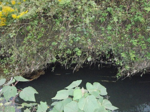 eairir7frtfiux4weojo_480_480-a61b2463.jpg