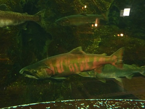 eappsmm8z2427hv4tyoh_920_690-43eb68cb.jpg