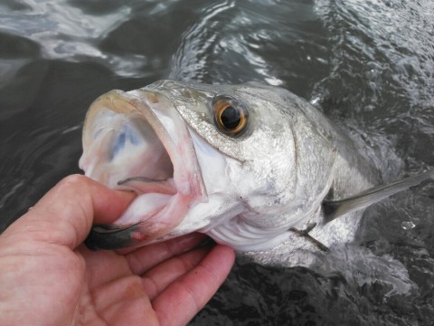 eat4gkosx2vriw49zm6a_920_690-661e1f56.jpg