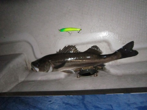 eavbvbr8ffpnfhamfiu7_480_480-beaf0967.jpg
