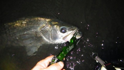 eb2spgnmishbhbknvtse_480_480-fa3f1f49.jpg