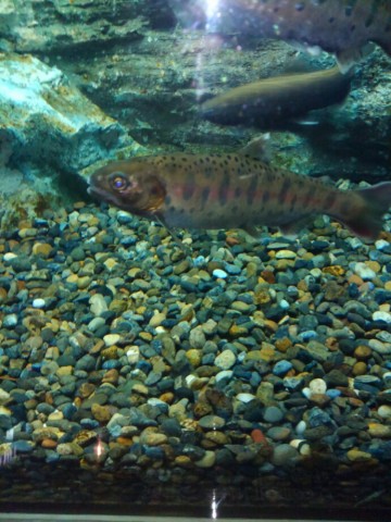 ebfp48rapmf4sdono7ke_690_920-3f1f28b8.jpg