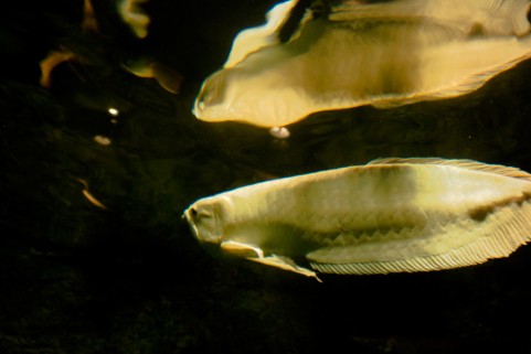 魚追い人の独り言 タマゾン川 魚追い人の独り言 タマゾン川