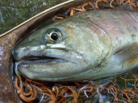 ebxa35kn5vnscud5xgbo_920_690-983ea44d.jpg