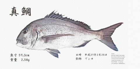 ec5ji298ddne2gvfsmhc_480_480-cf81ed21.jpg