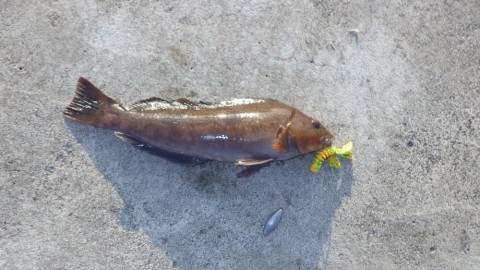 echnumgwwf2osenhdtw9_480_480-afc492d2.jpg