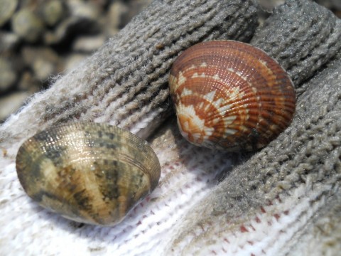 ecojjtpn68iyicwzia5u_480_480-b2924f3b.jpg