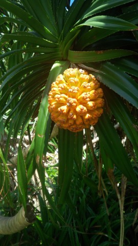 edanfddhex7cu6ba37ts_480_480-d44695e2.jpg