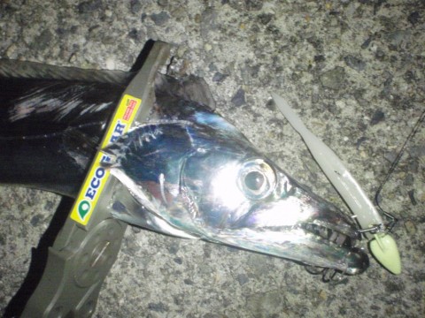 edfjc9ydcg36ymttk9tb_480_480-bd620697.jpg