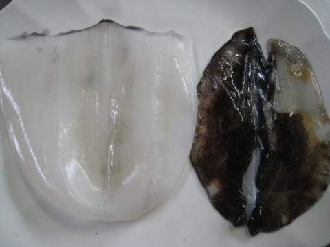 edfw4er7u96obwd2dkv9_480_480-b3596389.jpg