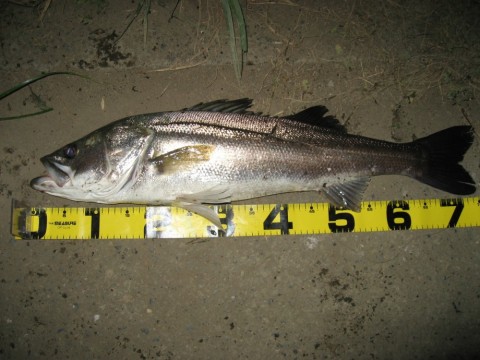 edoddbdnuzo2rhwe799m_480_480-64f5751f.jpg