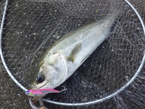 ee8j6ym35sxwxjsvvyi6_480_480-6b402907.jpg