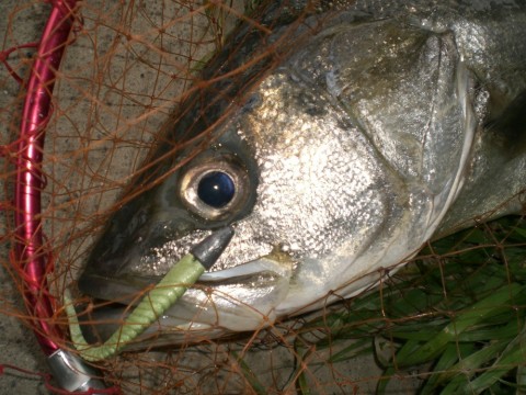 ef8cuzck6u842maupjmw_480_480-11937eb3.jpg