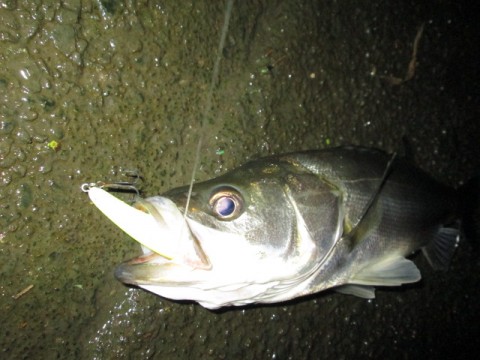 ef8jor824dagpvw9be56_480_480-af608653.jpg