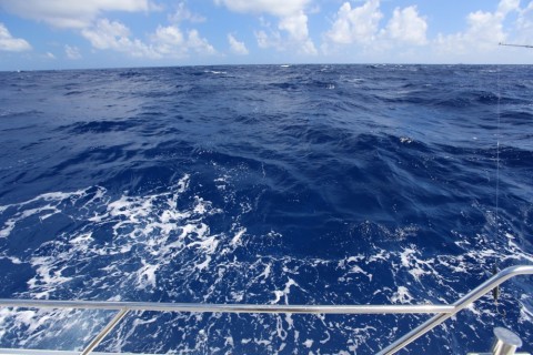 efgakdozb8oom7v3pwwp_480_480-163aeb16.jpg
