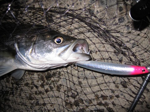 efmbo7fg9f6ww8uxft6b_480_480-6c51c309.jpg