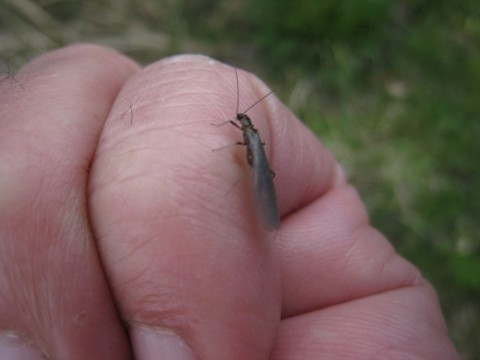 eg5ppk2ovvotyixhfzs9_480_480-5a01887d.jpg