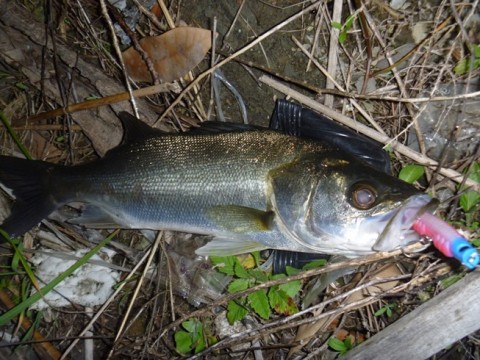 egd65p9c8naoutfhurev_480_480-e6e937f0.jpg