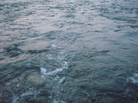 egja8nusckr4xmtj8xwg_480_480-1dca9473.jpg