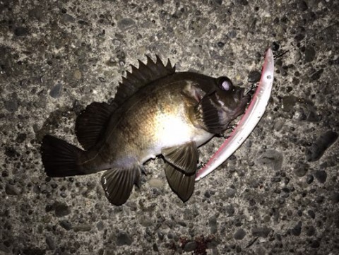egpkgkfofeacs7hyphfj_480_361-7e45670f.jpg