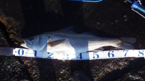 egse46rwkmr8r5px5g24_480_480-ca47c0b8.jpg
