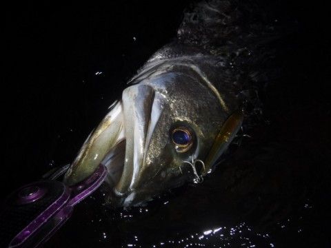 eh78emi7ziyjf8sfk94b_480_480-bb8108c5.jpg