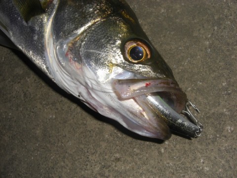 eh7sjevt8rjacgdnf7wv_480_480-b4666f64.jpg