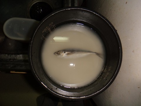 ehcwrguxzcsspsmyi4wi_480_480-b5a11b05.jpg