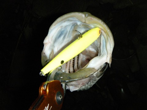 ehpajwybvpv42burcgar_480_480-bb644ef7.jpg