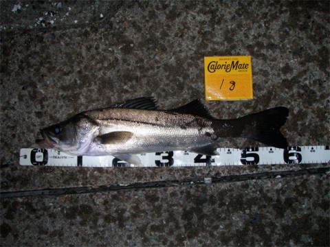 ehrn4QS23rDLFfcRzMte_480_480-ba2df987.jpg