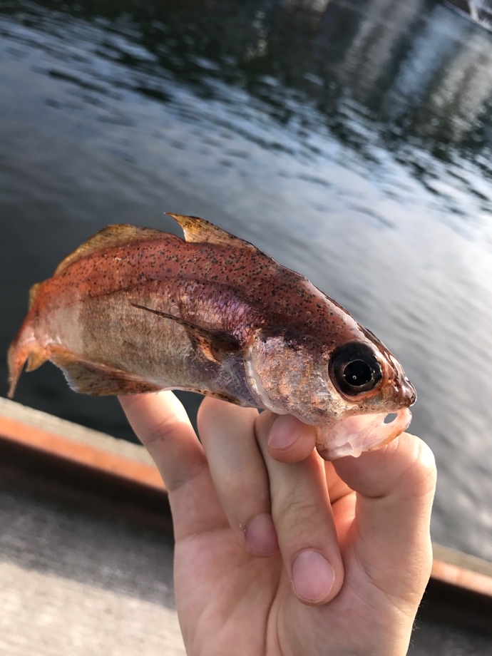 Rider S Fishing Journey ノルウェーの釣り Rider S Fishing Journey ノルウェーの釣り