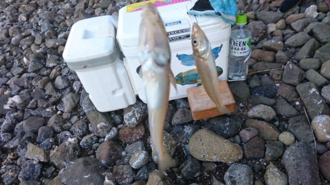 ej37cuwdz3iatj7antfb_480_480-6a3c699b.jpg