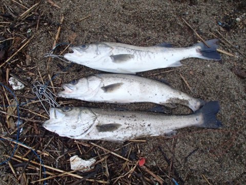 ej72n79idtexbg7jshaa_920_690-d5f64145.jpg