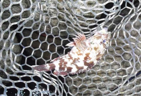 メバリング　ガシラ20センチ