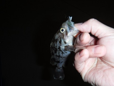 ejtpg4uudtjmbgv48frp_480_480-f772d272.jpg