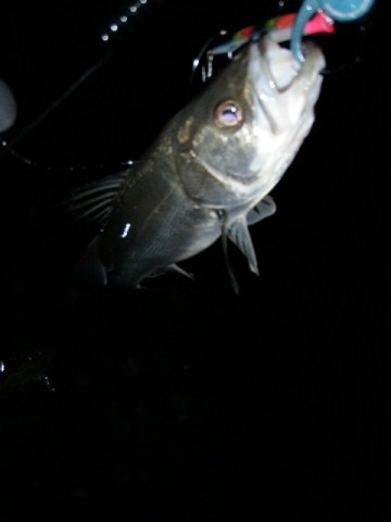 ek67s59fepoayfe6tef5_480_480-f051e665.jpg