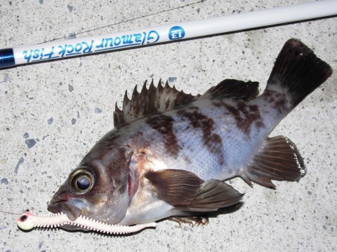ekiitas2mmnw57jpfuzw_480_480-68bd3426.jpg