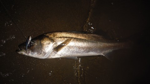 emutoat5uuzrui637zx2_480_480-3b05ace2.jpg