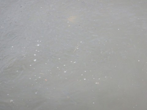 emvd2zecoog7amuydb66_480_480-e7b8da15.jpg