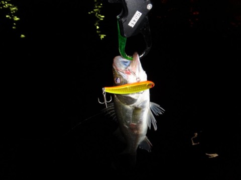 emxncpstcic8kxiv57u6_480_480-8f7b7439.jpg