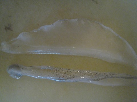 enuos9kedo4d2vuuhimz_480_480-ae864441.jpg
