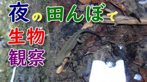 ep9ht8jke57295c9vy98_480_480-8ec1e0ef.jpg