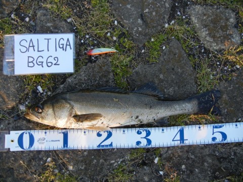 epbjazumwespjsu3edja_480_480-35270eb5.jpg
