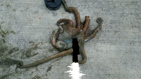 er465249zgkuvgk388f3_480_480-e689ef69.jpg