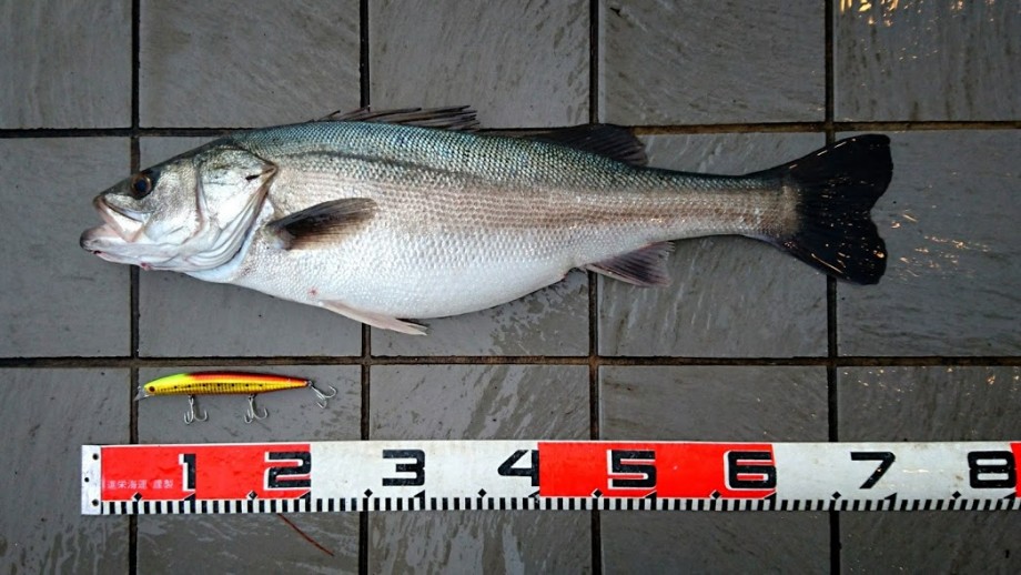 Weekday Fishing Log サーフでもハタハタ パターン Weekday Fishing Log サーフでもハタハタ パターン