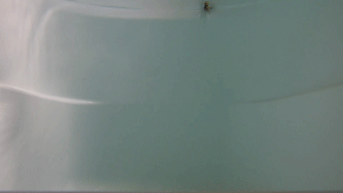 ervsvgwptr2y299a67o9-f6941784.gif