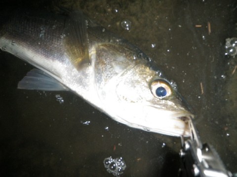 erw799k8yf4kcgwur536_480_480-950ffba9.jpg